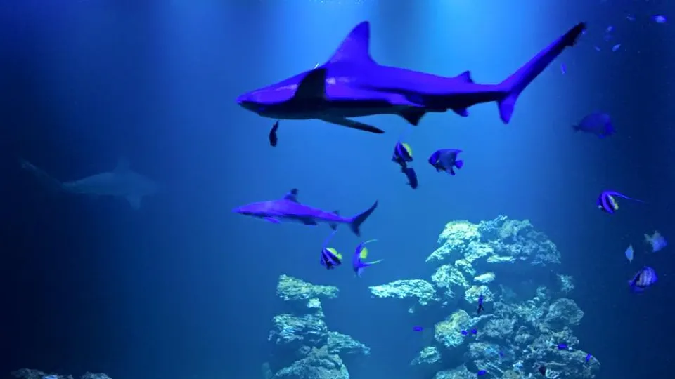 Haga Ocean Aquarium