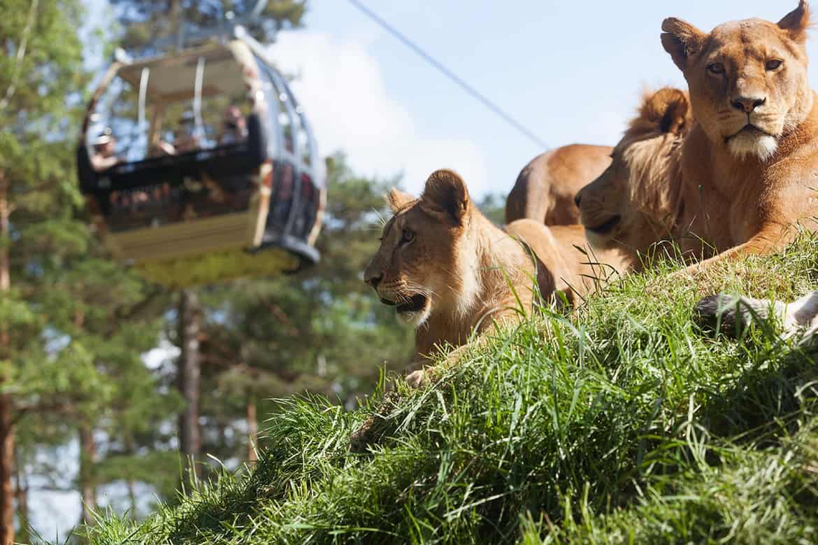  Safaripargi külastajad saavad tutvuda Kolmårdeni loomapargiga rippteel sõites