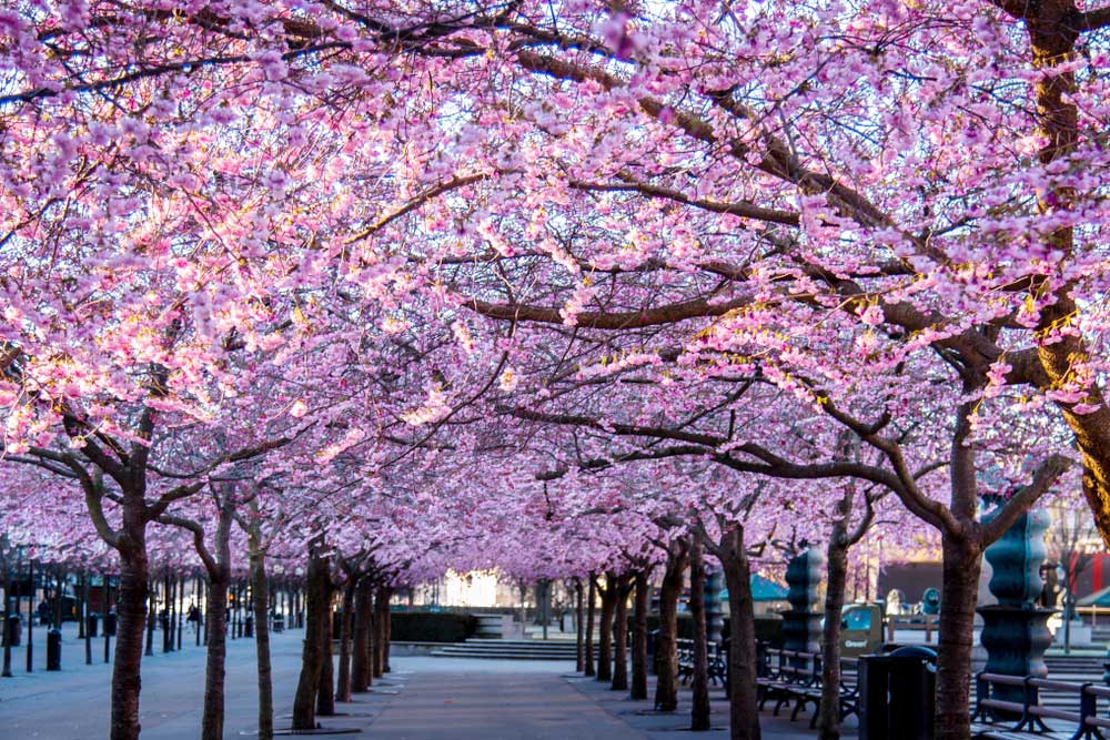 Обычно полюбоваться цветущими сакурами в Швеции можно с апреля по начало мая