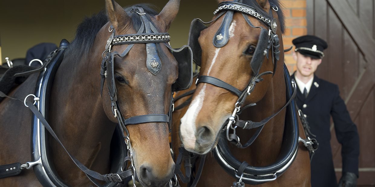 В Королевской конюшне вы можете гладить королевских лошадей сколько хотите