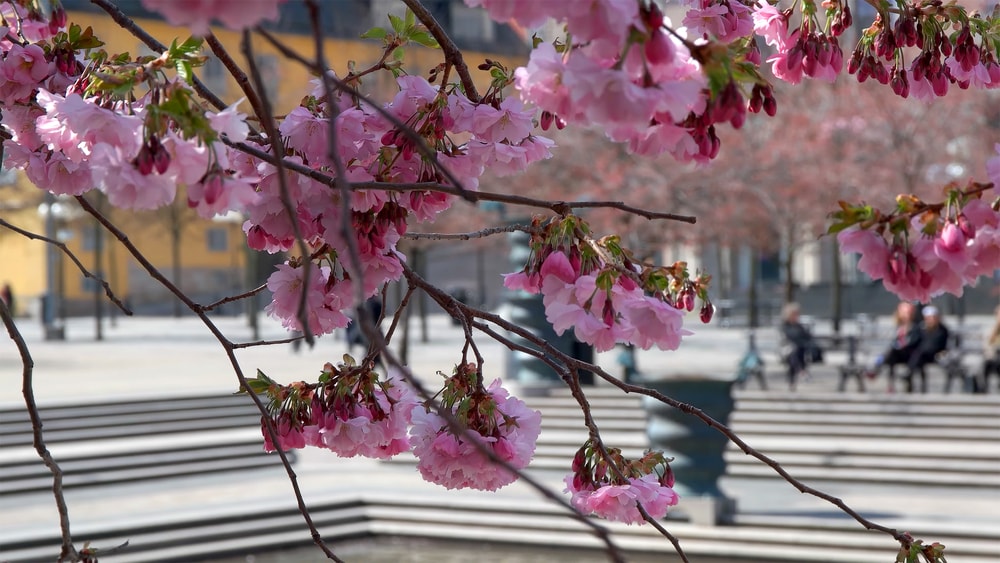 Kirsiõied Stockholmis Kungsträdgårdenis