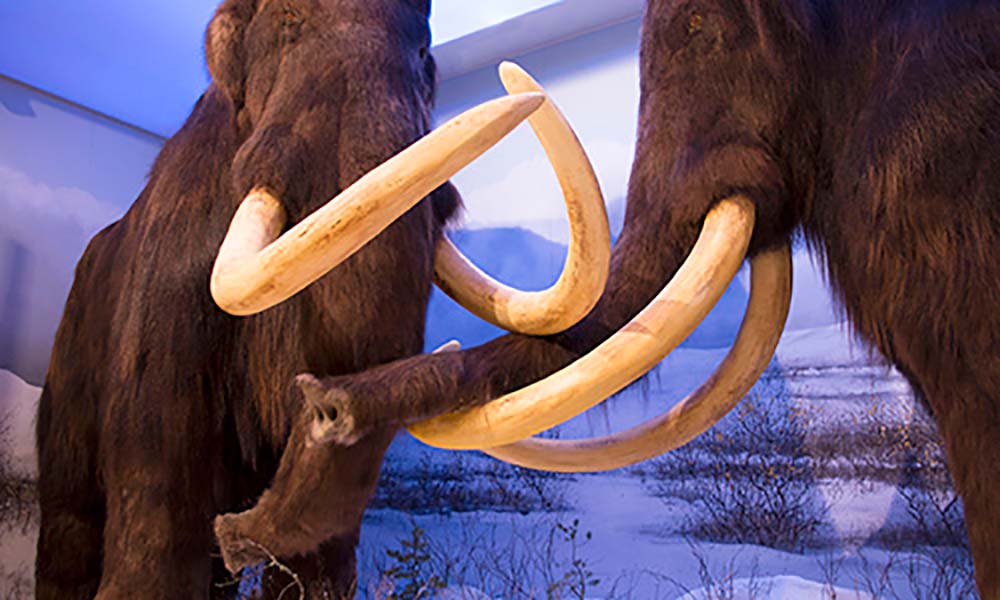 Mammutid Helsingi Loodusmuuseumis