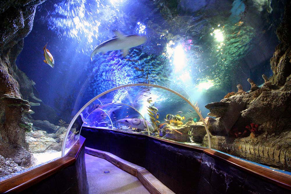 Helsingi Sea Life'is on 30 akvaariumi